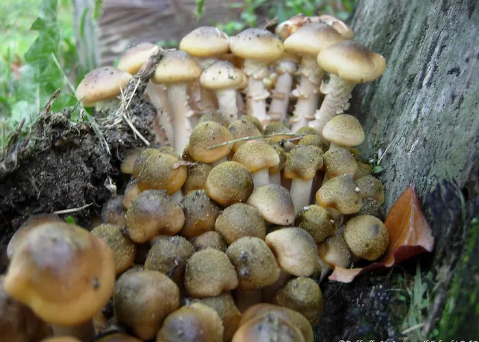 Nocleg ze śniadaniem Il Colombe